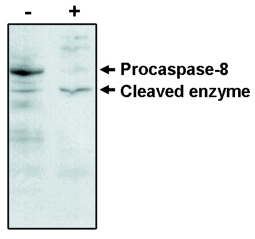 Western blot analysisusing caspase-8 antibody on MCF-7 cells negative (-) and positive (+) for caspase-3 after treatment for 48 hours with thapsigargin. Antibody detects procaspase and one cleavage product.